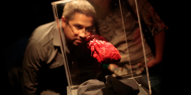 A man looks at a plastinated heart during the exhibition 'Body Worlds' by Gunther von Hagen at the Museo Miraflores in Guatemala City July 6, 2012.