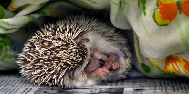 A hedgehog sleeps at the SPCA in Largo, Fla., in a Monday, Jan. 7, 2013 file photo.
