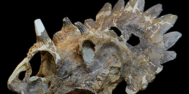 Regaliceratops peterhewsi is a newly described genus and species of ceratopsid (horned dinosaur) that lived during the Late Cretaceous 68.5 – 67.5 million years ago.