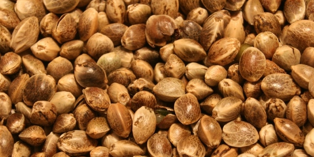 Hemp seeds