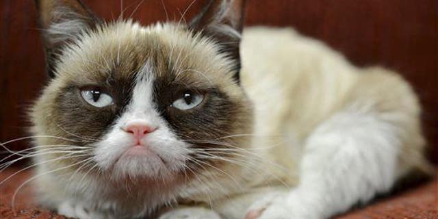 Maybe Grumpy Cat just needs more happy feline friends.