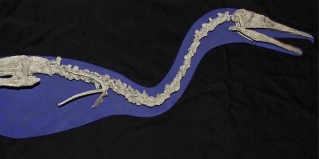 This ancient water bird, known as a <i>Hesperornis</i>, has bite marks on its leg bone.