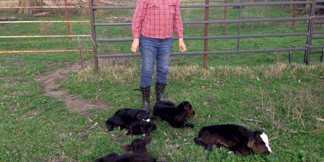 March 16: This photo provided by Jimmy Barling shows his wife, Dora Rumsey-Barling among four newborn calves near DelKalb, Texas. A momma cow has apparently defied great odds and given birth to four calves.