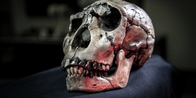 Cast of a skull of the hominin <em>Homo ergaster</em> from Kenya.