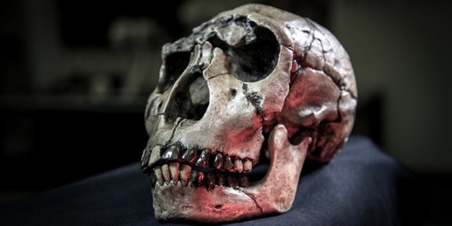 Cast of a skull of the hominin <em>Homo ergaster</em> from Kenya.