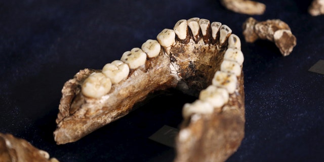 File photo - Fossils of a newly discovered ancient species, named "Homo naledi", are pictured during their unveiling outside Johannesburg Sept. 10, 2015.