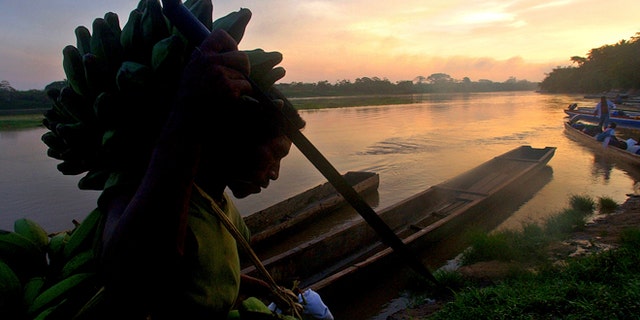 A Miskito Indian carries bananas on his head on the banks of the Coco river near the town of Waspan, Nicaragua, on the border with Honduras.