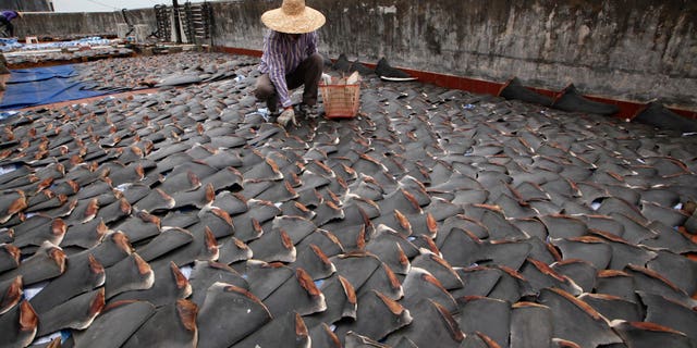 Jan. 3, 2013 - A worker collects pieces of shark fins dried on the rooftop of a factory building in Hong Kong.