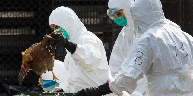 A health worker removes a dead chicken at a wholesale poultry market in Hong Kong January 28, 2014. (REUTERS/Tyrone Siu)