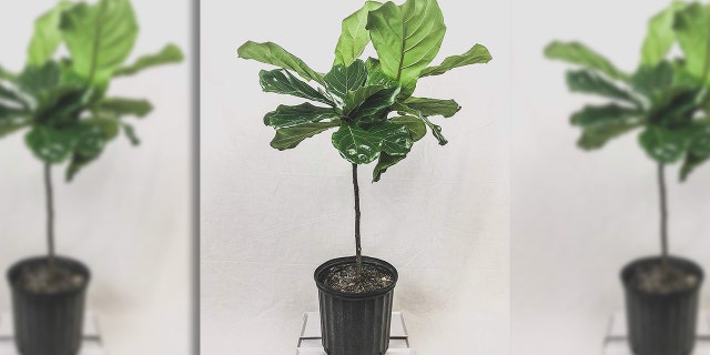 A plant is an surefire way to freshen up any bedroom in the house.