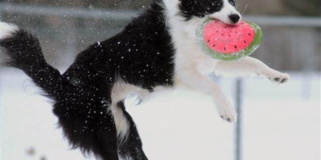 How well 'Mensa mutts' do on cognitive tasks could help with human health, too.