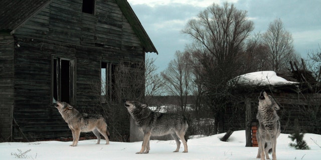 Howling wolves in abandoned village (Chernobyl) (Ihar Byshniou) (Credit: iStock)