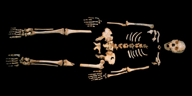 Oldest Human DNA Ever Is Found In Spain, Poses More Questions Than ...