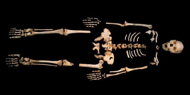 Skeleton of a hominin estimated to be 400,000-years-old, excavated from Sima de los Huesos, Spain.