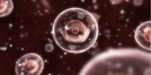 A human cell