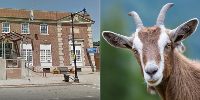 Instead of calling law enforcement, police say she drove her car – goat head still in place – about a half mile to the Hyde Park branch of the Boston Police Department (left).