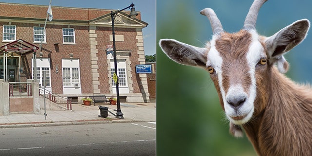 Instead of calling law enforcement, police say she drove her car – goat head still in place – about a half mile to the Hyde Park branch of the Boston Police Department (left).