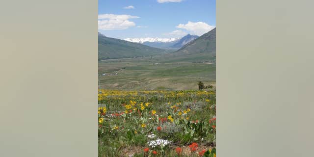 The Rocky Mountain meadow where researchers studied animal, plant and insect interactions.