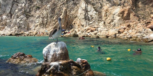 Cabo San Lucas Bay is the focus of a National Marine Park effort to protect the marine habitat from motorized boats.