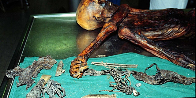 The fat and meat of wild goat, meat of red deer, whole wheat seeds and traces of fern leaves and spores were discovered in Oetzi's corpse, researchers detailed in the scientific journal Current Biology.