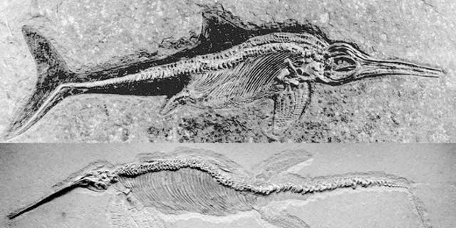 Different ichthyosaur genuses, including <i>Stenopterygius</i>, a small, dolphinlike pursuit predator (top); <i>Eurhinosaurus</i>, a medium-size predator with a very elongated upper jaw (middle); and <i>Temnodontosaurus</i>, a massive apex pred