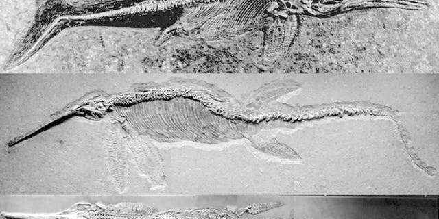 Different ichthyosaur genuses, including <i>Stenopterygius</i>, a small, dolphinlike pursuit predator (top); <i>Eurhinosaurus</i>, a medium-size predator with a very elongated upper jaw (middle); and <i>Temnodontosaurus</i>, a massive apex pred