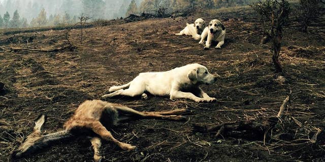 In this Monday, Aug, 17, 2015, photo, a sheep dog and her two pups protect a dead fawn, killed when fire swept through Kamiah, Idaho. The dogs stayed for hours, warding off people and potential predators, according to a witness. The group of fires near Kamiah, in northern Idaho, has destroyed more than 40 homes. (Louis Armstrong via AP)