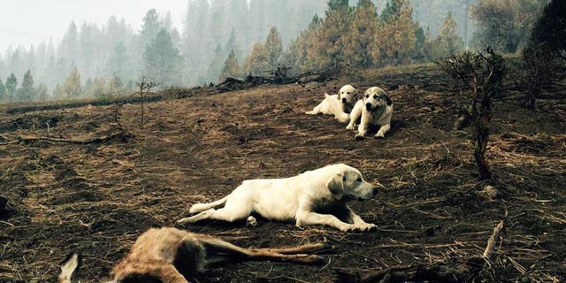 In this Monday, Aug, 17, 2015, photo, a sheep dog and her two pups protect a dead fawn, killed when fire swept through Kamiah, Idaho. The dogs stayed for hours, warding off people and potential predators, according to a witness. The group of fires near Kamiah, in northern Idaho, has destroyed more than 40 homes. (Louis Armstrong via AP)