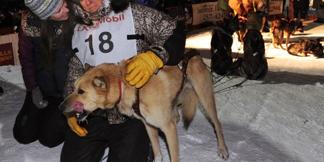 how many dogs died in the iditarod race 2018