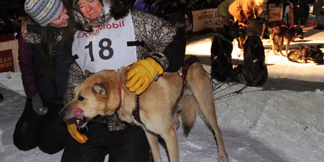March 13: Four-time Iditarod champion Jeff King pats a dog after he finished third at Nome, Alaska.