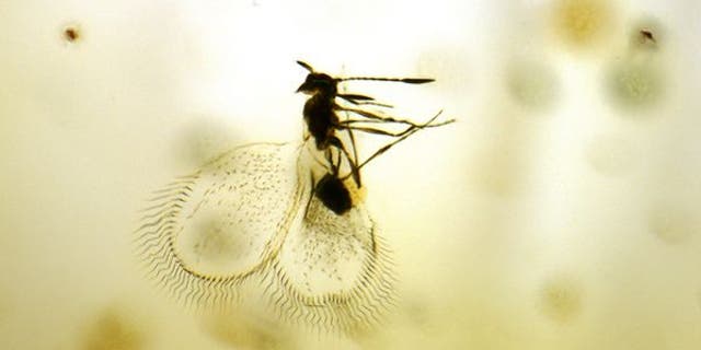 Scientists have discovered 330 pounds of fossilized tree resin containing more than 700 preserved insects and spiders.