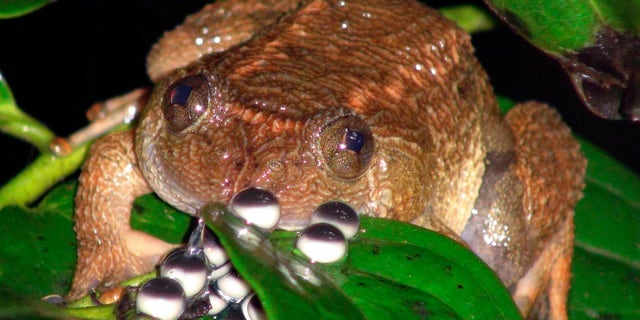 A jog night frog sits in the forests of the Western Ghats in Karnataka, India.