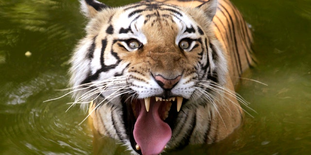 A Royal Bengal tiger cools off in the water at a zoo in Hyderabad, India, Monday, March 28, 2011. India's latest tiger census shows an increase in the numbers of the endangered big cat.