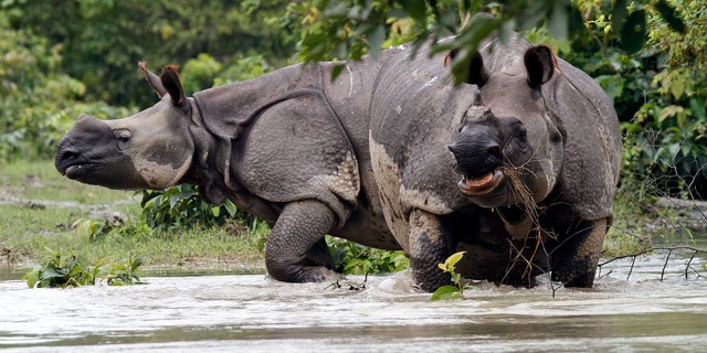July 21, 2012: One-horned Rhinoceros wade through floodwaters at Pobitora wildlife sanctuary in the northeastern Indian state of Assam.