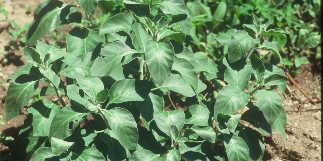 The Indian herb ashwagandha, shown here, may have significant health benefits, including the ability to lower levels of the stress hormone cortisol. (Image courtesy of Chris Kilham)