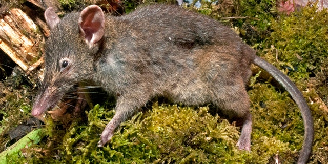 A Paucidentomys vermidax, a new species of rat, that was found in the forests of southern Sulawesi Island, Indonesia, in 2011. The unique rat that lives off earthworms and doesn't chew or gnaw is the only rodent out of more than 2,200 known species that does not have molars and instead has bicuspid upper incisors.