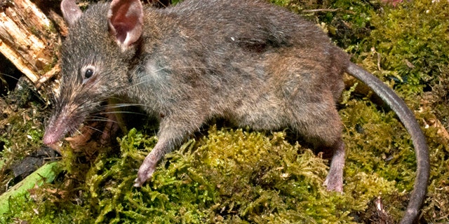 A Paucidentomys vermidax, a new species of rat, that was found in the forests of southern Sulawesi Island, Indonesia, in 2011. The unique rat that lives off earthworms and doesn't chew or gnaw is the only rodent out of more than 2,200 known species that does not have molars and instead has bicuspid upper incisors.