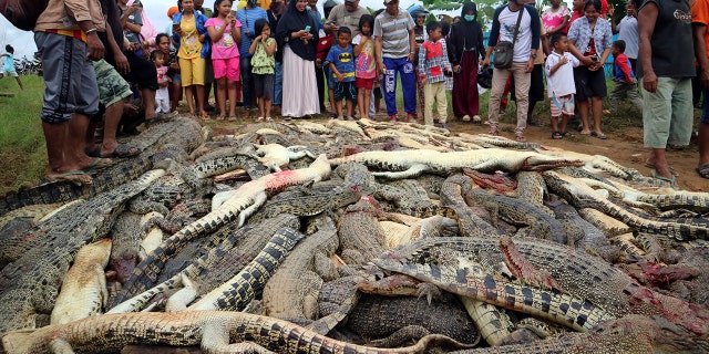 Local residents look at the carcasses of hundreds of crocodiles from a farm after they were killed by angry locals following the death of a man who was killed in a crocodile attack in Sorong regency, West Papua, Indonesia.