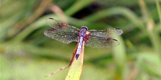 A Dragonfly sits on pond grass while at Glenmere Park in Greeley, Colo., Monday, July, 14, 2014.
