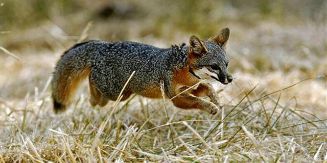 Island Foxes