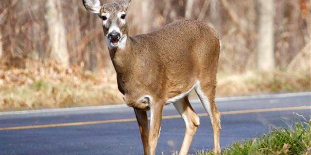A white-tailed deer forages for food along the road on Mount Greylock in Lanesborough, Mass., Friday, Nov. 27, 2015.