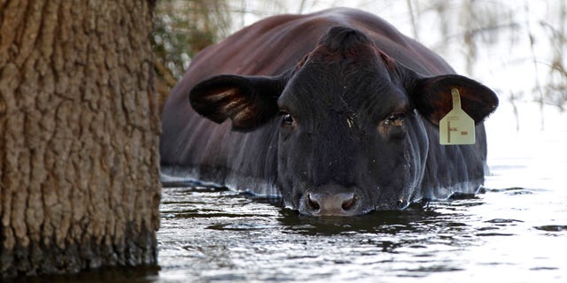 Sept. 4, 2012: In this file photo, a cow is seen stranded in floodwaters from Hurricane Isaac in Plaquemines Parish, La.