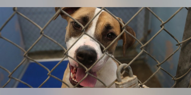 NEW ORLEANS, LA - SEPTEMBER 01: Boxer-great dane mix Felix awaits transport from the Jefferson Parish Animal Shelter on September 1, 2012 on the outskirts of New Orleans, Louisiana. The animal shelter has been receiving a large number of dogs and cats who's owners' homes were damaged or destroyed by Hurricane Isaac. The Humane Society of the United States is transferring 150 dogs and cats from the shelter to other locations in the U.S., anticipating that more pets rescued from flood affected areas will be arriving in upcoming days. (Photo by John Moore/Getty Images)