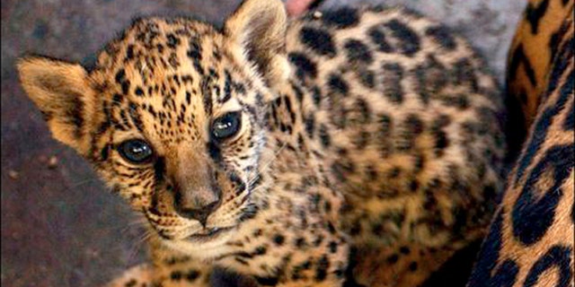 Ramses, a three-month-old Jaguar, is seen in the National Zoo in Managua, Nicaragua, Wednesday, Feb. 16 2005. The zoo is in need of more aid for the maintenance of the animals. (AP Photo/Esteban Felix)**EFE OUT**