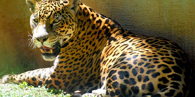 The Jaguar is the largest cat in the Western Hemisphere and the third largest in the world (after the lion and the tiger). It is also one of the four roaring cats.