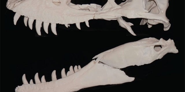 A 3D printout of the skull and jaws of Jane, a rare subadult T. rex that fills in the gap between small juveniles and larger subadults. The real skull is less complete than this 3D image, but researchers filled in the gaps with mirrored bones f