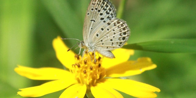In this undated photo taken by Masaki Iwata of Univesrity of the Ryukyus and released by the university, a normal adult pale grass blue butterfly suckles nectar from a flower. Japanese researchers said they found mutations in butterflies caused by radiation from the crippled Fukushima Dai-Ichi nuclear power plant. A member of the team conducting the research, Joji Otaki of the university, said Wednesday, Aug. 15, 2012, that his group's findings show radiation emitted following catastrophic meltdowns in three of the plants reactors after it was damaged by a 9.0-magnitude earthquake and tsunami on March 11, 2011 is affecting the environment. (AP Photo/Masaki Iwata of University of the Ryukyus) NO SALES, MANDATORY CREDIT, EDITORIAL USE ONLY
