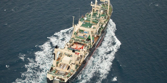 FILE - In this Jan. 5, 2014 file photo released by Sea Shepherd Australia, three dead minke whales lie on the deck of the Japanese whaling vessel Nisshin Maru as it travels through the Southern Ocean. Japan is seeking to resume Antarctic whaling next year under a revised research program that would involve fewer killings and only minke whale, following the U.N. top court's rejection of an earlier program. (AP Photo/Tim Watters, Sea Shepherd Australia, File)