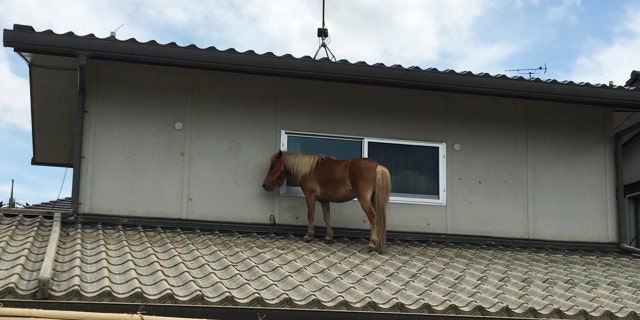 A horse ended up stranded on a rooftop after torrential rain in Kurashiki, Japan.