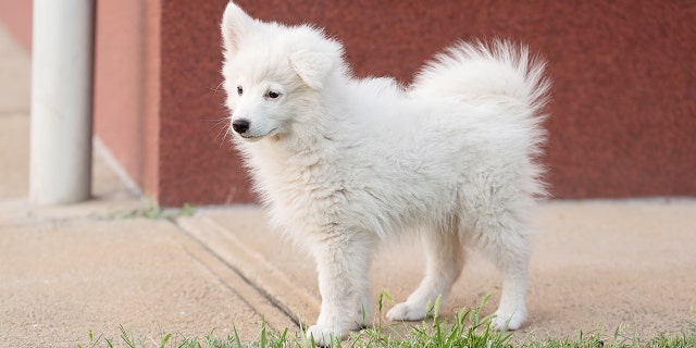 Woman Shocked When Dog She Raised Turns Out To Be A Fox Fox News